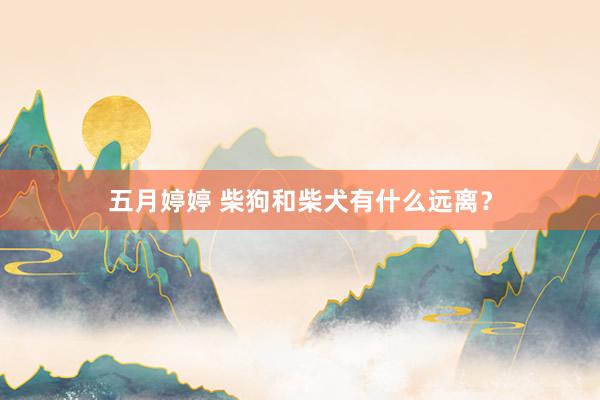 五月婷婷 柴狗和柴犬有什么远离？